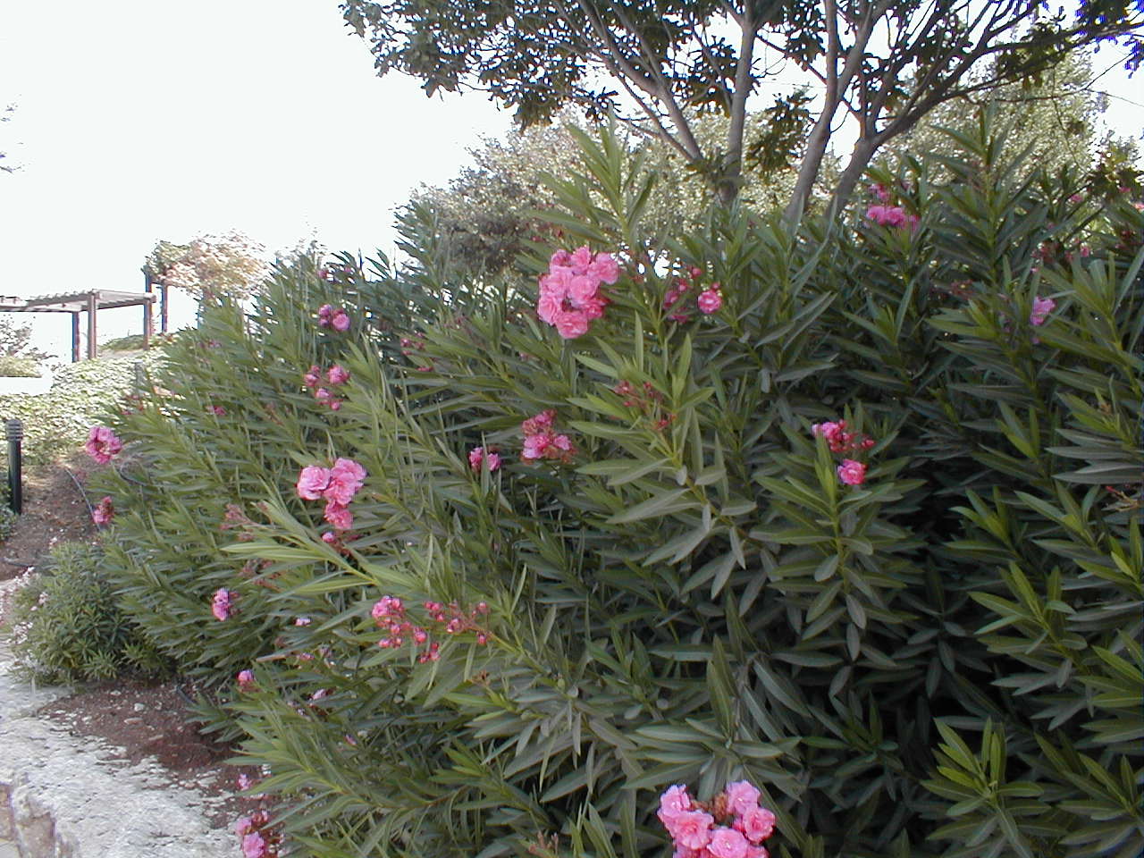 PA070004.JPG