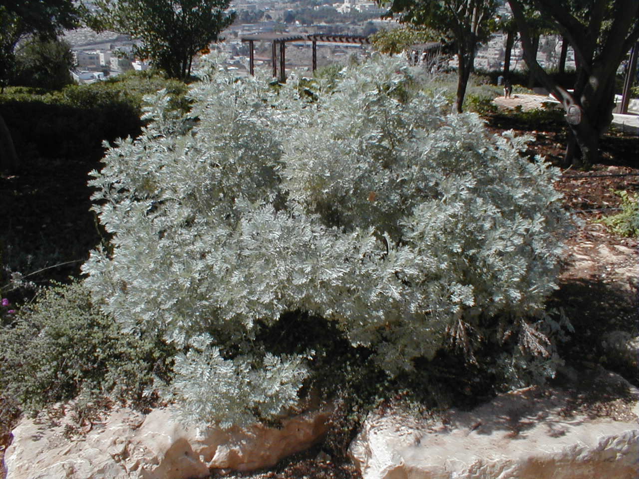 PA190017.JPG
