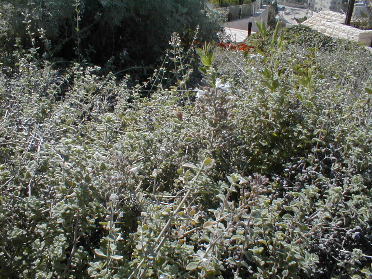 PA190022.JPG