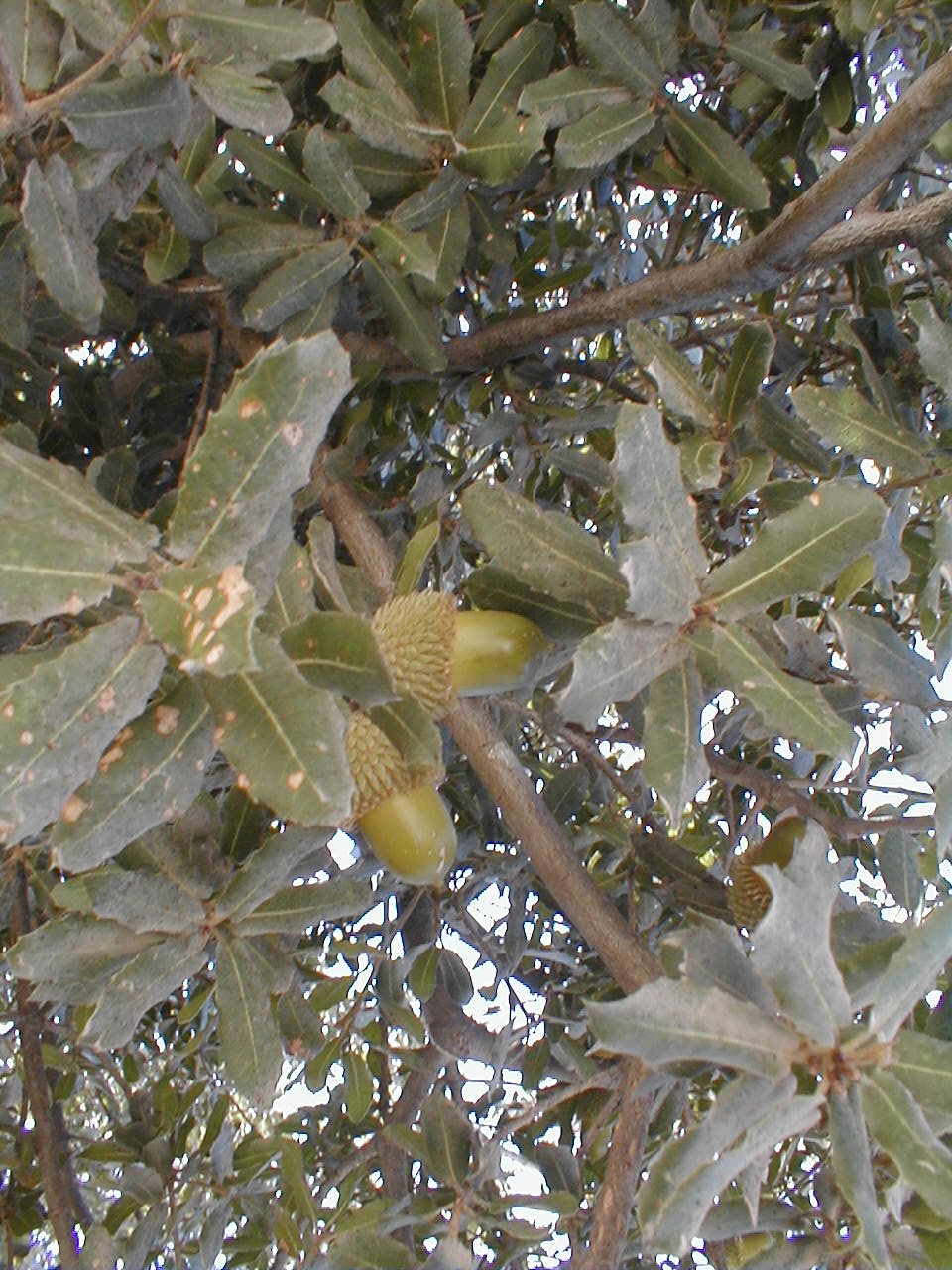 Acorns.JPG