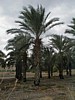 Date Palm.JPG
