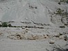 Ein Gedi - Ibex herd.JPG