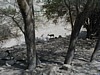 Ein Gedi - Ibex.JPG