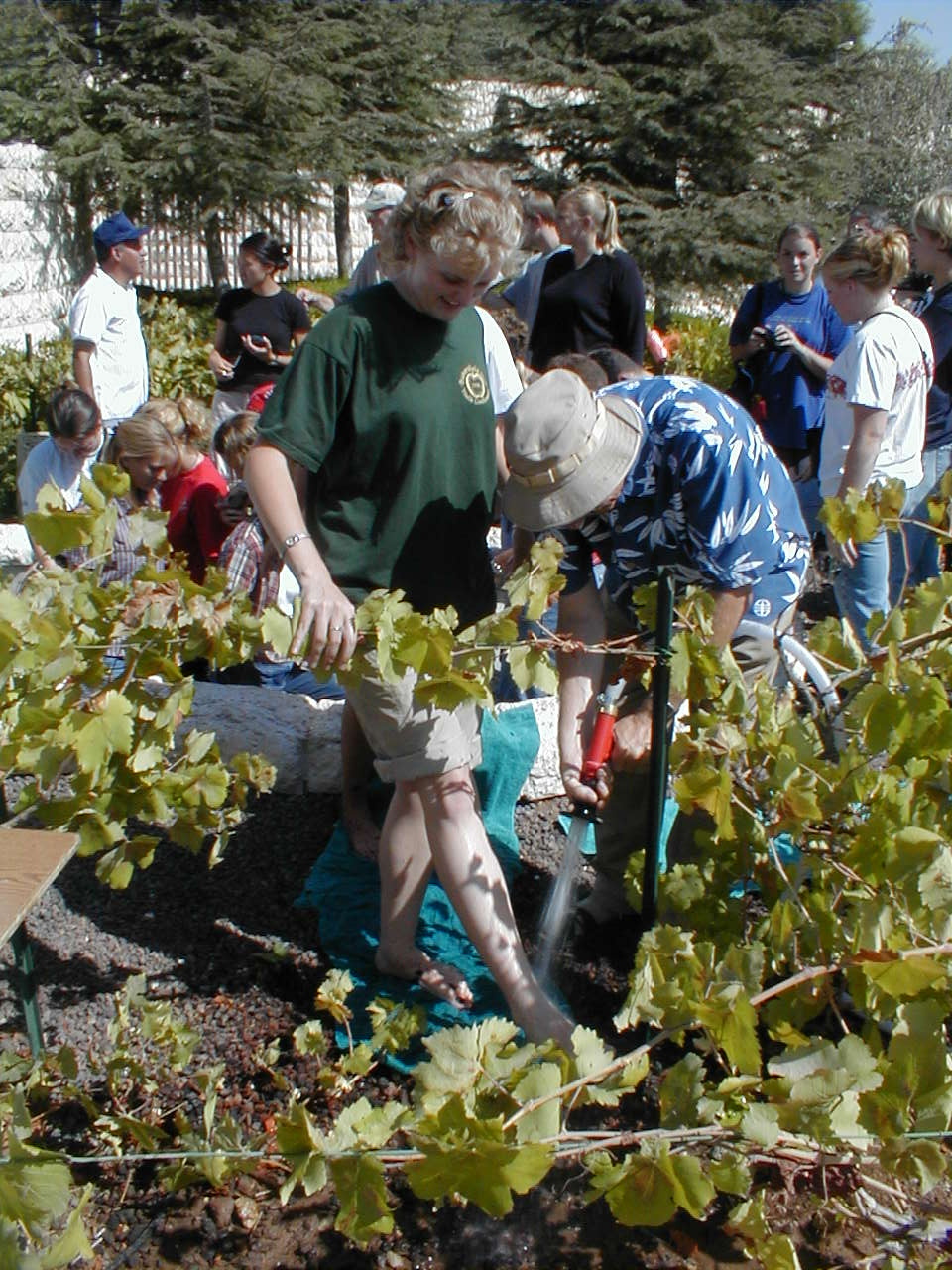 Winepress - Celisa.JPG